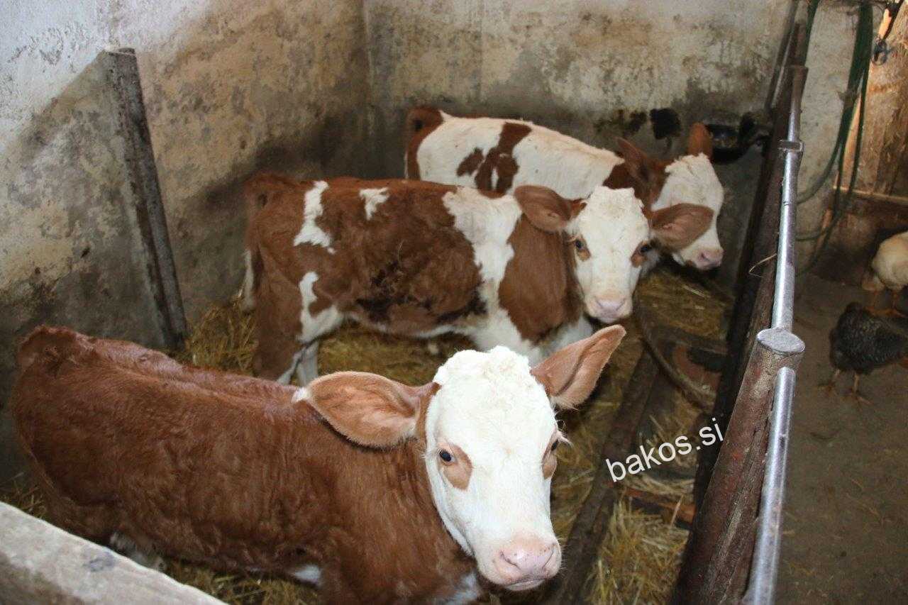 Trojčki, telički in teliček, so razveselili družino Vršič - Bakos